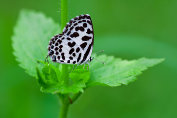 butterfly on leaf