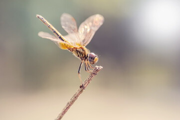 close up of a dragonfly