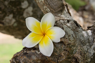 frangipani flower on the ground