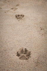 footprints in the sand