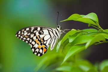 butterfly on a flower