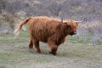 Highland cattle walking