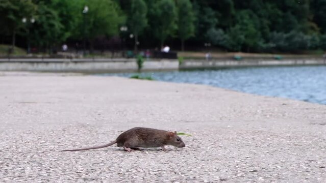 Rat mouse with long tail walking in a park near a pond