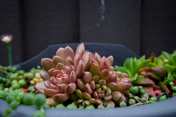 Close up of a variety of succulents plants