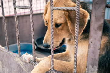 Dog in animal shelter waiting for adoption. Portrait of red homeless dog in animal shelter cage.