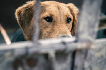 Dog in animal shelter waiting for adoption. Portrait of red homeless dog in animal shelter cage.