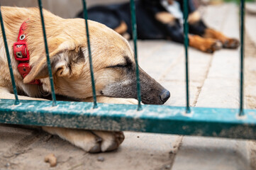 Dog in animal shelter waiting for adoption. Portrait of red homeless dog in animal shelter cage.