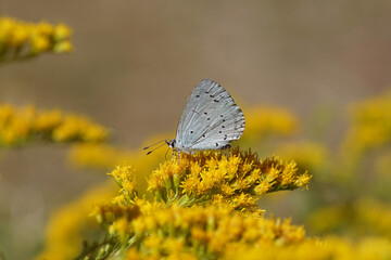 Holly Blue (Celastrina argiolus), family Blues (Lycaenids) on yellow flowers of Canadian goldenrod (Solidago Canadensis). Blurred flowers on the background. Netherlands, summer, August	