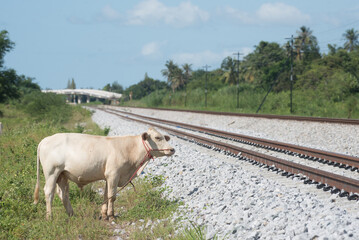 A white cow is near railway.