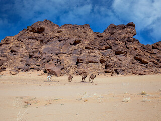 al ula saudi arabia madain salah 