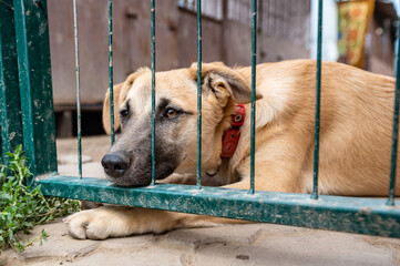 Dog in animal shelter waiting for adoption. Portrait of red homeless dog in animal shelter cage.
