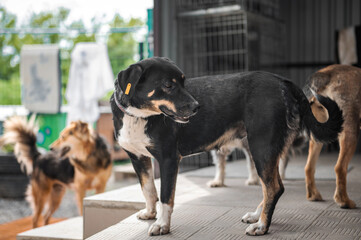 Dog in animal shelter waiting for adoption. Portrait of homeless dog in animal shelter cage.