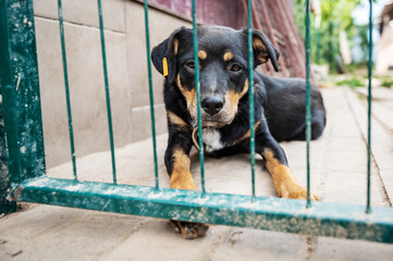 Dog in animal shelter waiting for adoption. Portrait of black homeless dog in animal shelter cage.