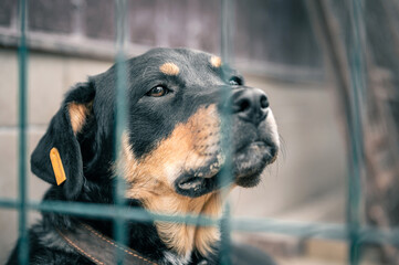 Dog in animal shelter waiting for adoption. Portrait of black homeless dog in animal shelter cage.