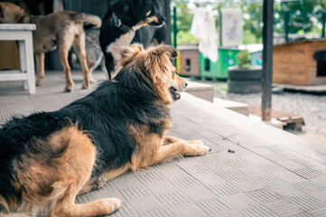 Dog in animal shelter waiting for adoption. Portrait of homeless dog in animal shelter cage.