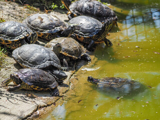 Group of turtles in the pond