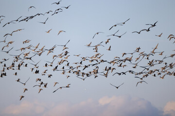 geese flock against the sky freedom wildlife birds