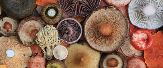 abstract background texture of very, many different mushrooms, inverted multicolored mushroom caps wallpaper