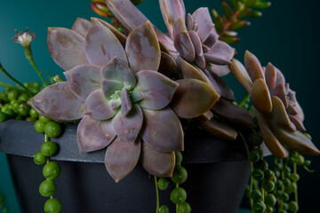 Close up of a variety of succulents plants
