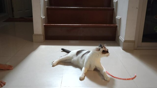 A girl playing with a cat with straw rope on the tiled floor.