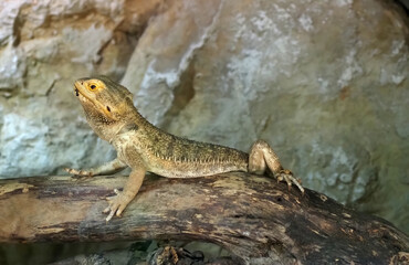 The central bearded dragon (Pogona vitticeps), also known as the inland bearded dragon