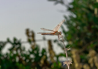 dragonfly is taking a break and resting because it resists the wind