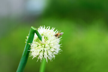 Bee and flower. Close up of a large striped bee collects pollen from an onion flower on a green background. Summer and spring backgrounds