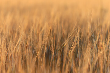 Obraz premium grain harvest background crisis farming