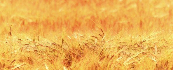 grain harvest background crisis farming