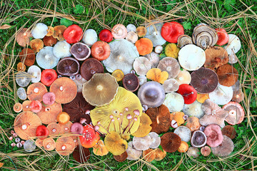 abstract background texture of very, many different mushrooms, inverted multicolored mushroom caps...