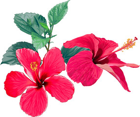 Bouquet Hibiscus flower drawing transparency background.Floral object.