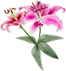 Lilly flowers watercolor dranwing transparency background.Floral object