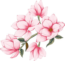 Bouquet Magnolia flower drawing transparency background.Floral object.