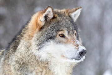 Fototapeta premium Close-up of focused wolf stands in beautiful and cold winter forest