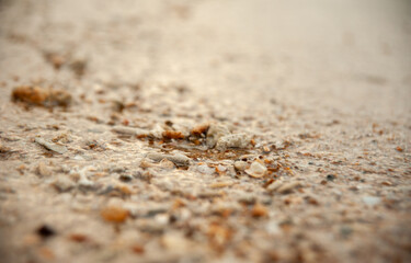 Broken corals washed into the beach with waves