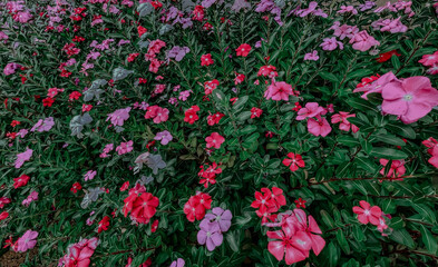 Fototapeta premium Colorful Cayenne Jasmine, Vinca tropical flower background