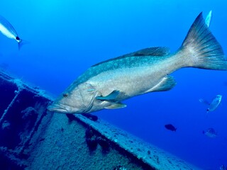 Naklejka premium Mottled grouper - Mycteroperca rubra from Zenobia wreck, Larnaca, Cyprus.