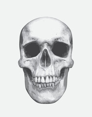 vector human skull. Graphic print for clothes, fabric, wallpaper, wrapping paper, design element for halloween party