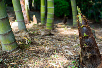 Fototapeta na wymiar 地面から伸びてきた竹の子　たけのこ　筍　野生の竹　竹林　日本　和食　Bamboo cub growing from the ground Bamboo shoot Bamboo shoot Wild bamboo Bamboo forest Japan Japanese food autumn Background material