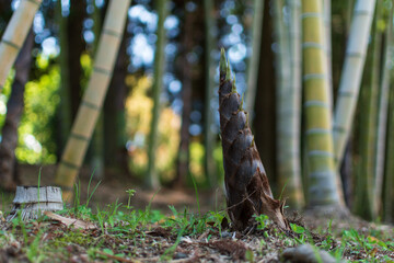 地面から伸びてきた竹の子, 　たけのこ, 　筍, 　野生の竹, 　竹林,...