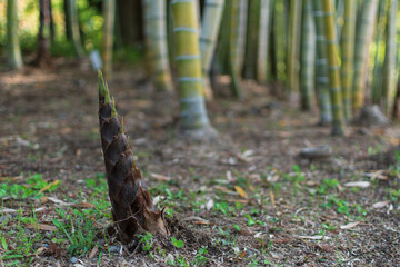 野生の竹林のたけのこ　Bamboo cub growing from the ground Bamboo shoot Bamboo shoot Wild...