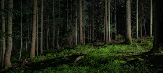 Dark landscape Black Forest background - Mystical forest with fir trees, spruce trees and blueberry plants at night