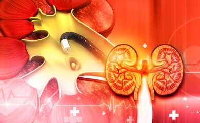 Human kidney anatomy on medical background. 3d illustration..