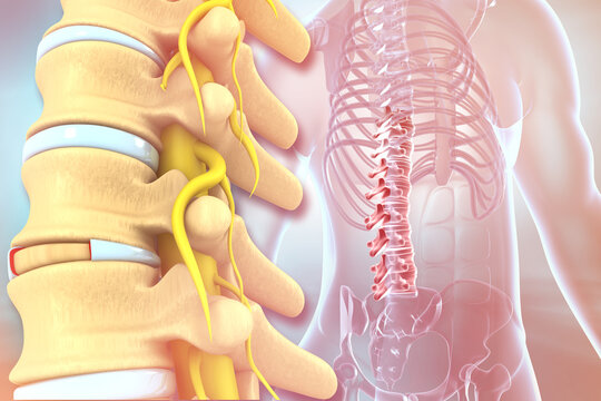 Human spine anatomy. 3d illustration..