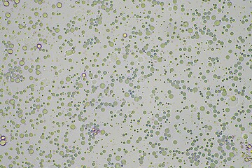 human breast milk under the microscope