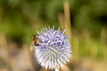 bee on a flower