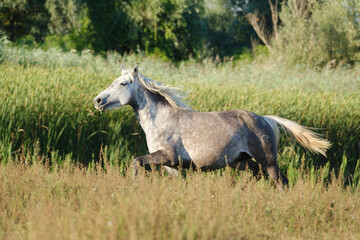Obraz premium White wild horse gallop in the meadow