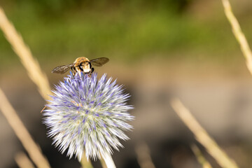 bee on a flower