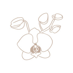 Simple icon of orchid flower twig with buds. Blooming orchid, line drawing.