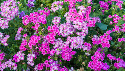Fototapeta premium field of flowers